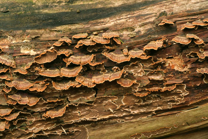 Hymenochaetopsis tabacina